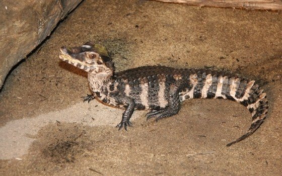 Baby crocodile at SeaLife Scheveningen