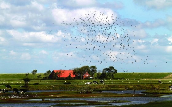Planes para conocer las Islas de Holanda (3)