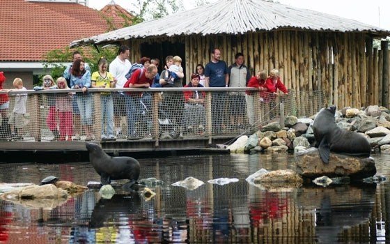 Ursine seals at Aqua Zoo in Leeuwarden