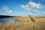 Oostvaardersplassen