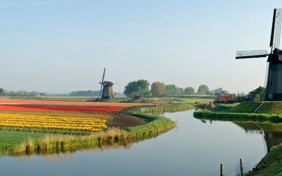 mills and flower fields