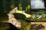 Muzeeaquarium Delfzijl
