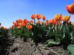 Champs de fleurs