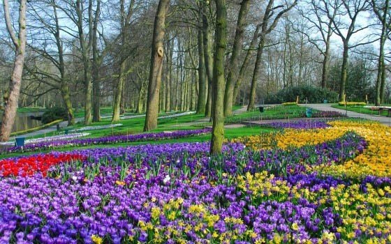 1586_fullimage_keukenhof%20tulpen%20paars%20en%20geel.jpg_560x350.jpg