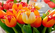 Searching for Flowers at the World Famous Keukenhof