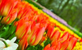 1. See Holland in full bloom 1. See Holland in full bloom