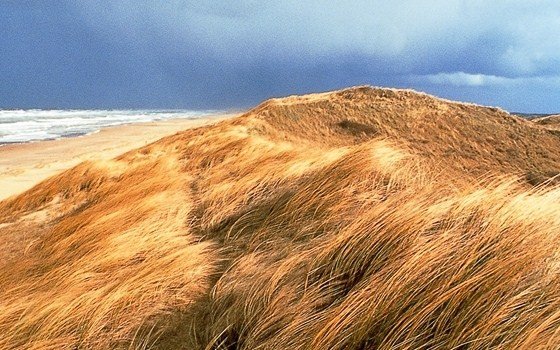 a dune near scheveningen