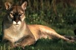 Dierenpark BestZOO