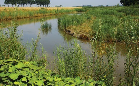 Hoeksche Waard