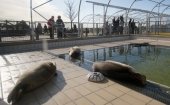 Seal Rehabilitation Centre Lenie 't Hart