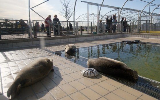 Seals at the Seal Rehabilitation and Research Centre Lenie 't Hart 