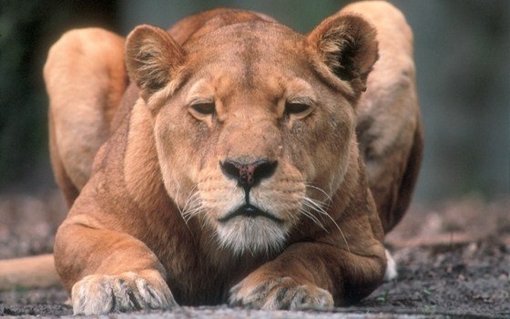 Lioness at Burgers Zoo in Arnhem