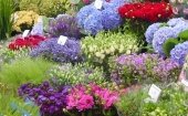 Amsterdams blomstermarknad