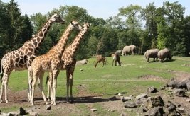 Zoos in Holland