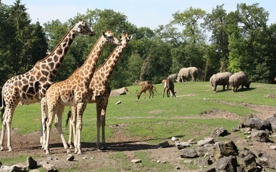 Giraffes at Dierenpark Emmen (Zoo)
