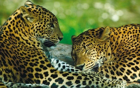 Two panthers at Burgers Zoo in Arnhem