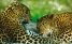 Burgers´ Zoo