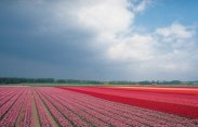 Flower Fields Flower Fields