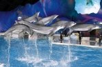 Dolfinarium