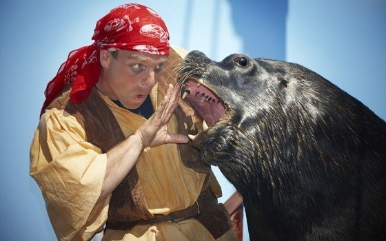Live show at the Dolfinarium Harderwijk