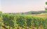 Wijngaarden van Maastricht