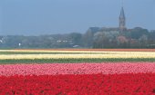 History of tulips in Holland