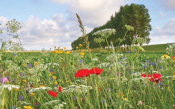 Flower field
