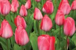 Tulip season in Holland