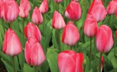 Tulip season in Holland