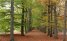 Dwars door de bossen