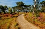 Zoom-Kalmthoutse Heide
