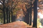 De Veluwe