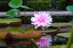 Hortus Botanicus