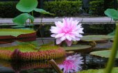 植物園（Hortus Botanicus）