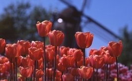 Nederlandse windmolens
