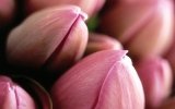 L'Olanda ama i fiori