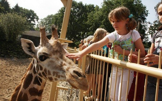 Girl and giraffe at Burgers Zoo