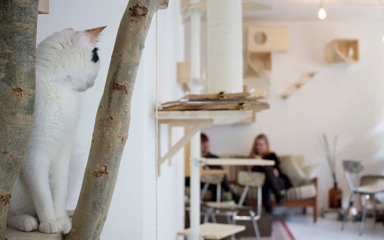 7 Bares no Convencionales en Holanda (3)