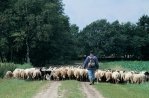 Dwingelderveld
