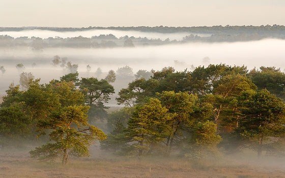 Zoom-Kalmthoutse Heide