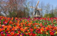 Keukenhof