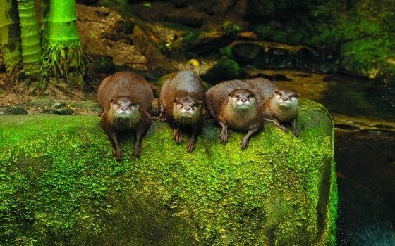 Otters at Burgers Zoo in Arnhem