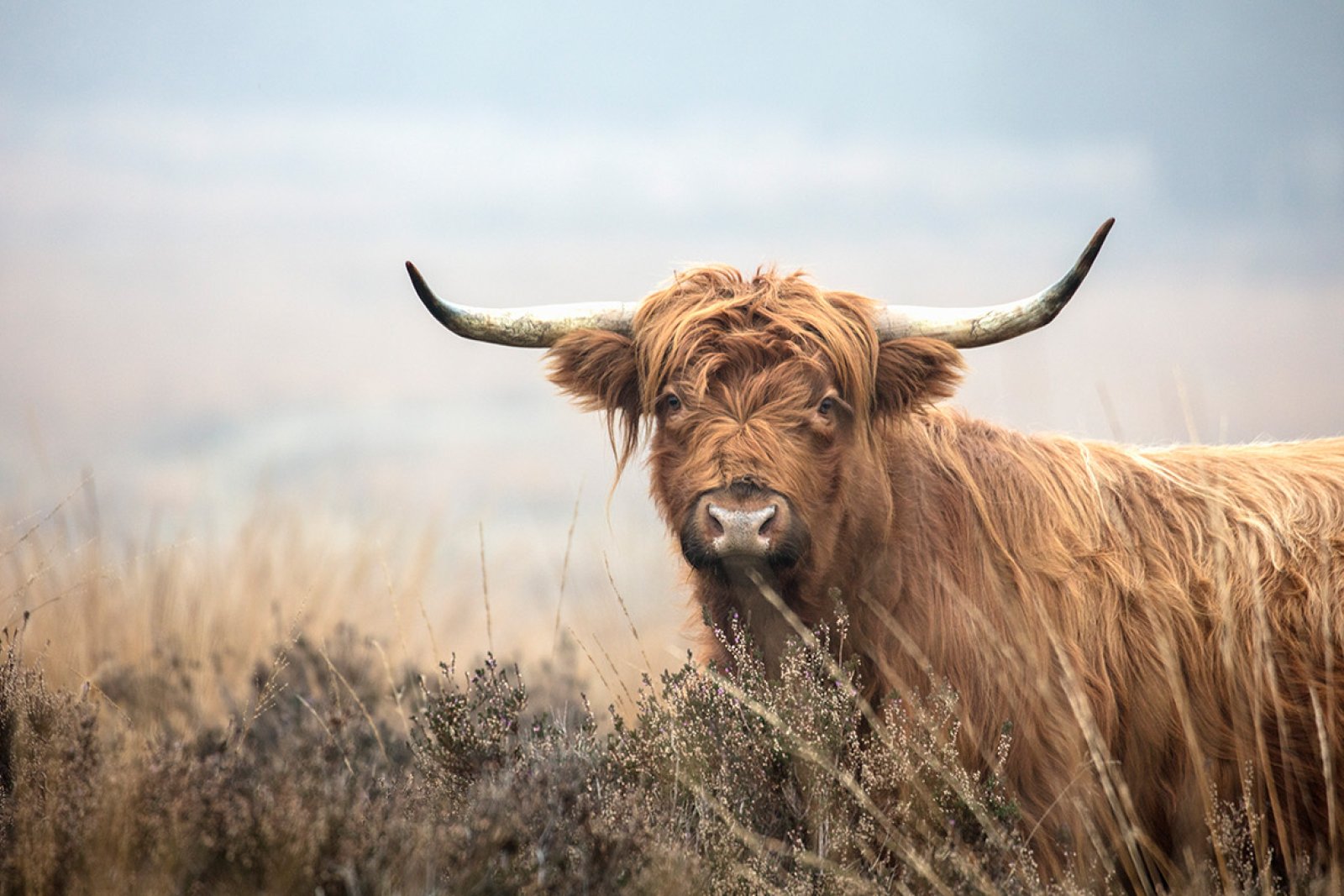 Rheden National Park Veluwezoom Scottish Highlander