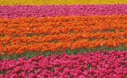 Flowers & Gardens 