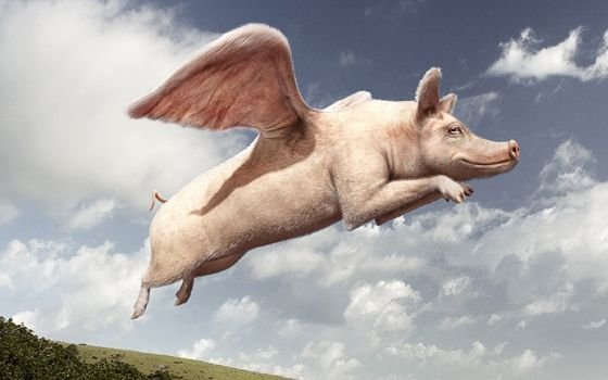 22758_fullimage_flying_pig_560x350.jpg