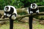 Zoo Parc Overloon