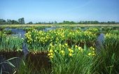 De Alde Feanen