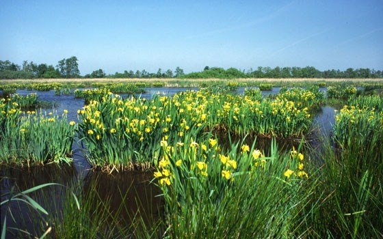 The Alde Feanen, Friesland