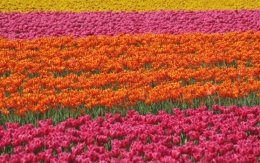 Flores y jardines de Holanda