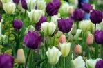 Bloemen 